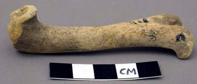 Faunal remain, small mammal, humerus, right – Objects – eMuseum