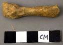 Faunal remain, small mammal, tibia