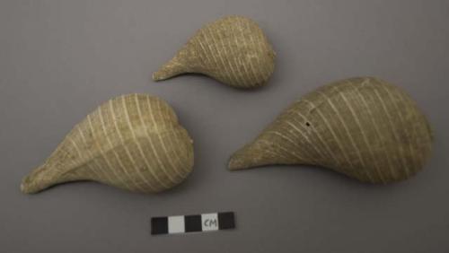 Shells - Ficus ventricosa