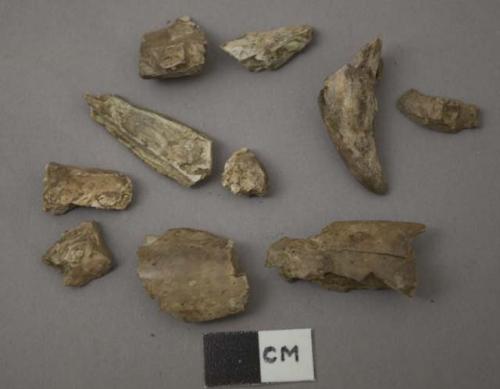 Bone fragments, some carved