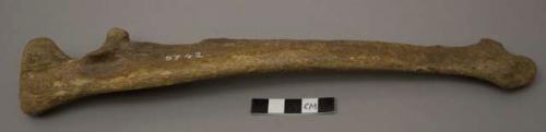 Ulna of bear