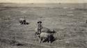 Old man with ox in fields