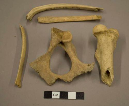 Assorted bone fragments, some with tool marks