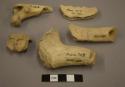 Animal bone fragments