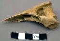 Faunal remain, Antilocapra Americana (pronghorn), humerus, left