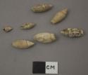 Olivella volutella shells, Lamarck (Univalves)