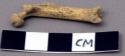 Faunal remain, Ondatra zibrthicus (muskrat), femur, right side