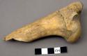 Faunal remain, Odocoileus sp. (deer), humerus, right