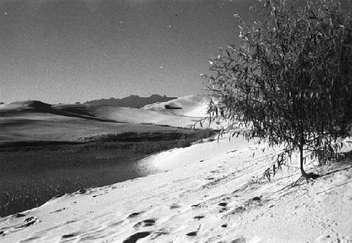 Sand dunes with grass and lake, tree in foreground