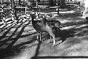 Two young deer in a pen