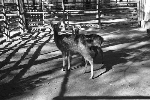 Two young deer in a pen