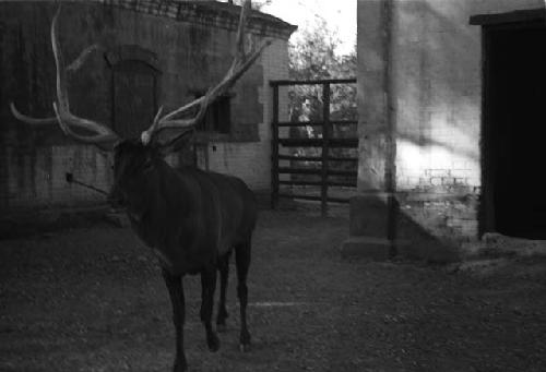 Stag in pen between buildings