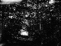 Woods, Gentry Farm. 10/16/1928. Cloudy. 3-3:30 pm. Dark Screen. 10-15 seconds