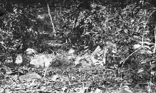 Dance ground on Butterbaugh estate near Utuado