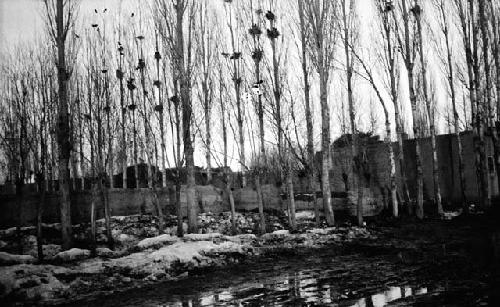 Building and wall behind rows of poplar trees