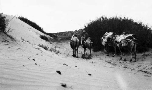 Caravan among the dunes and willows