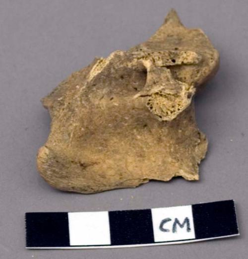 Faunal remain, medium mammal, cervical vertebra, right side