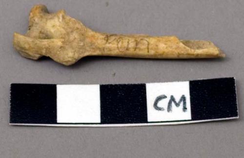 Faunal remain, Lagamorph (rabbit), femur, shaft