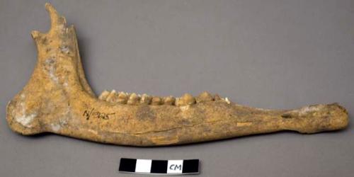 Faunal remain, Odocoileus Hemionus (deer), mandible, right