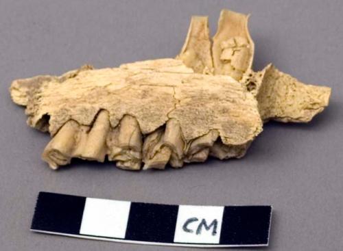 Faunal remain, Antilocapra americana (pronghorn), mandible, left