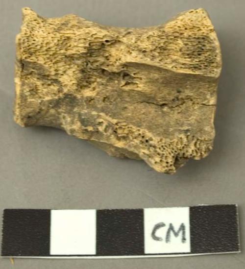 Faunal remain, large mammal, thoracic vertebra