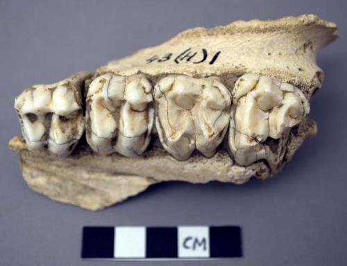 Bone, southern R. Otter