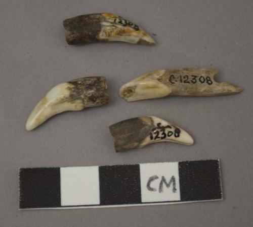 Perforated animal teeth