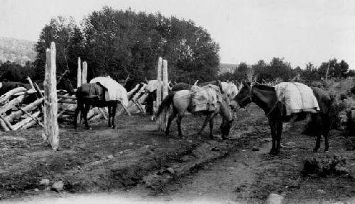 Claflin-Emerson Expedition, Fremont River, mules