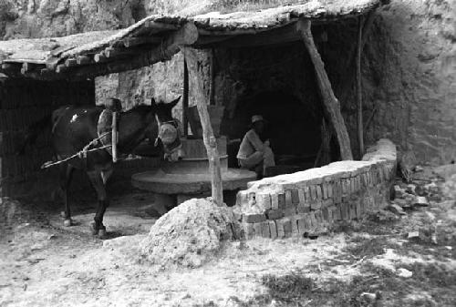 Yutaoho, Shansi, July 1935, mule, grinding wheat