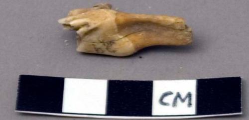 Faunal remain, Odocoileus sp. (deer), tooth, molar