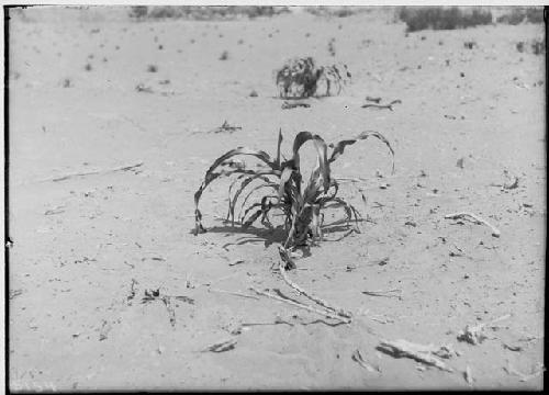 Navajo Corn -- Taken June 15, 1914