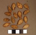 Floral remains, seeds, possibly squash
