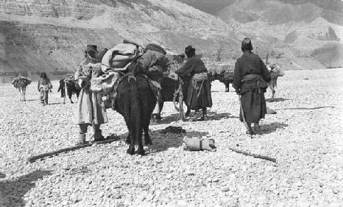 Several men standing at rear of yak caravan