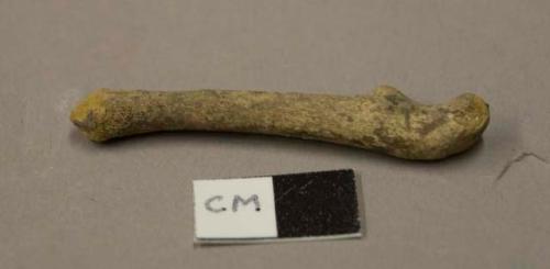 Animal bone fragment, missing epiphyses