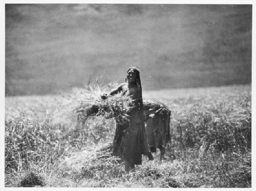 Tibetan woman working in the fields