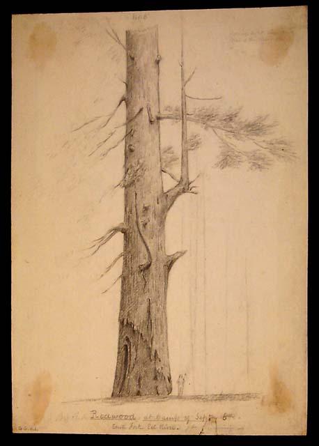 "RedwoodTree at Camp of South Fork Eel River."