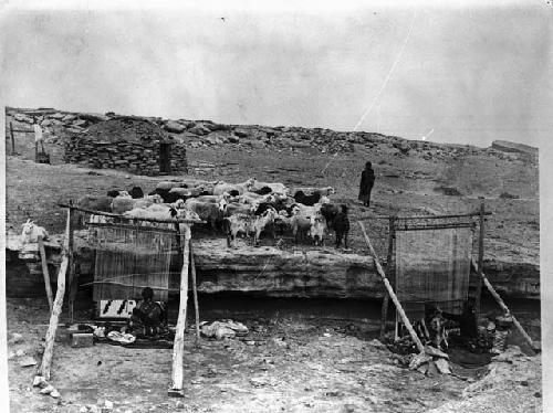 Navajo weavers and their homes and flocks