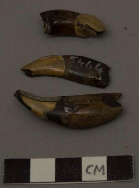 Teeth used for ornaments, drilled. Canine (genus), teeth.