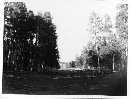 Photo of Cottonwood to "The Willows" Springs