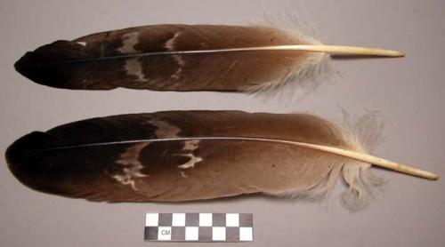 2 eagle feathers