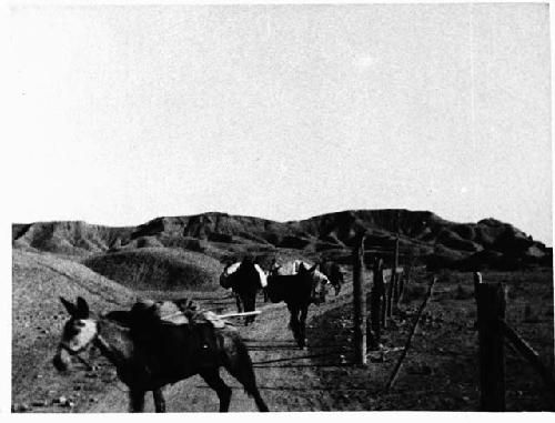 Pack Train Just North of Green River City; Peewee in foreground; July 12