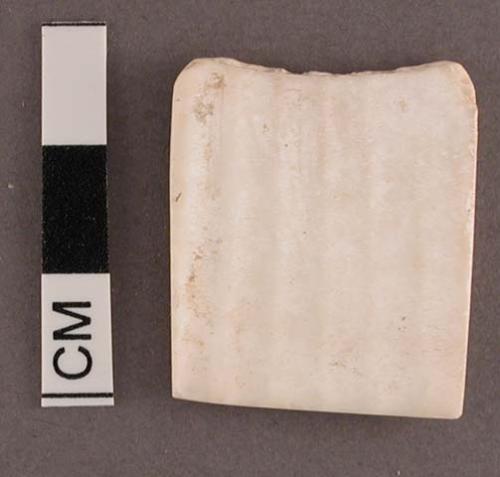 Piece of cardium shell, square-shaped. 2.4 x 2.7 cm.