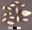 75 nassarius tegula shells, 87 olivella shells, 2 conus shells, 1 with spire rem