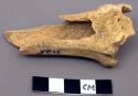 Faunal remain, Odocoileus sp. (deer), tibia, right