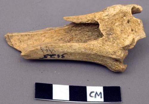 Faunal remain, Odocoileus sp. (deer), tibia, right