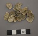 Crepidula aculeata shells Broderip (Univalves)