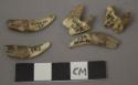 7 pierced shark teeth, 27 animal teeth-- 11 pierced