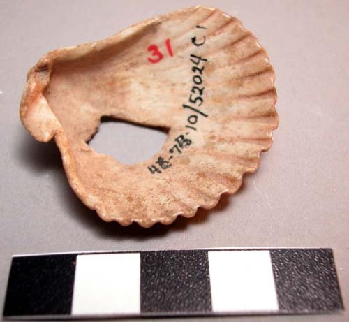 Organic shell fragment, bivalve, scalloped, perforated at center