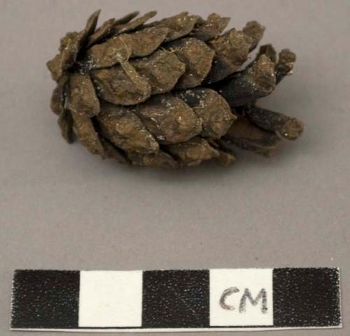 Cone of pine