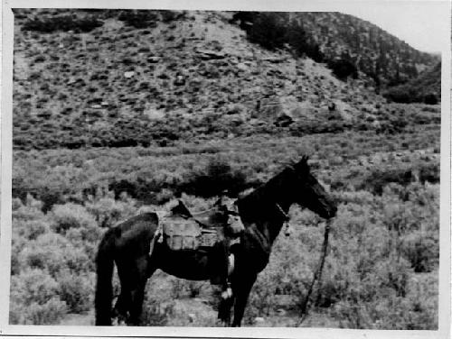 Upper Hill Creek, Dennison's Horse; July 19